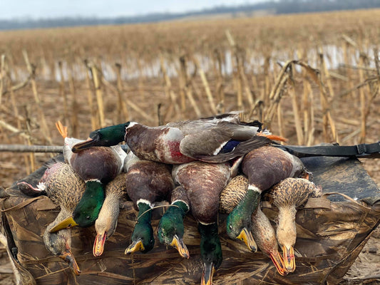 Guided Duck Hunts